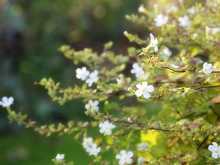 Image showing Nature, garden and white flowers in field for natural beauty, spring mockup and blossom. Countryside, plant background and closeup of floral bush for environment, ecosystem and botanical growth