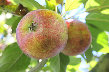 Image showing Nature, agriculture and sustainability with apple on tree for farm, health and growth. Plants, environment and nutrition with ripe fruits on branch for harvesting, farming and horticulture