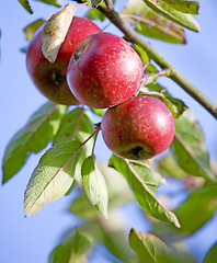 Image showing Apple food, nature and fruit product plant outdoor on countryside with farming produce. Fruits, red apples and green leaf on a tree outside on a farm for agriculture and sustainable production