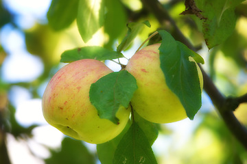 Image showing Summer, agriculture and farm with apple on tree for sustainability, health and growth. Plants, environment and nutrition with ripe fruit on branch in nature for harvesting, farming and horticulture