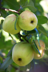 Image showing Nature, agriculture and plant with apple on tree for sustainability, health and growth. Farm, environment and nutrition with ripe fruit on branch for harvesting, farming and horticulture