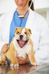 Image showing Wellness, hands of doctor or dog in vet for animal healthcare check up consultation for nursing. Nurse, veterinary clinic or sick bulldog pet or tired puppy yawning in examination for medical test