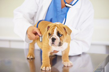 Image showing Heart beat, hands of nurse or dog at veterinary clinic for animal healthcare checkup consultation. Inspection, doctor or sick bulldog pet or rescue puppy getting examination or medical test for help