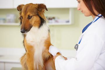 Image showing Doctor, bandage or dog at veterinary clinic in an emergency healthcare inspection or accident. Veterinarian, helping or injured rough collie pet in medical examination for a broken leg or paw injury