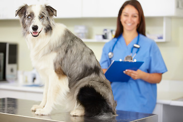 Image showing Veterinarian, portrait or dog at veterinary clinic for animal healthcare checkup inspection or nursing. Doctor, history or sick blue merle collie pet or rescue puppy in medical examination or test