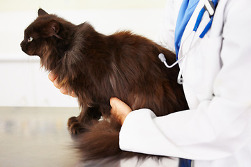 Image showing Hands, veterinarian or cat in veterinary clinic or animal healthcare table for checkup in nursing consultation. Medical test, doctor or sick pet or black Persian kitten in veterinary examination