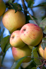 Image showing Nature, farm and apple growing on trees in orchard for agriculture, farming and harvesting. Forest, sustainability and closeup of red and green apples on branch for organic, healthy and natural fruit