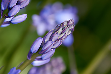 Image showing Nature, purple and closeup of flower in field for natural beauty, spring mockup and blossom. Countryside, plant background and zoom of Spanish bluebell for environment, ecosystem and flora in meadow