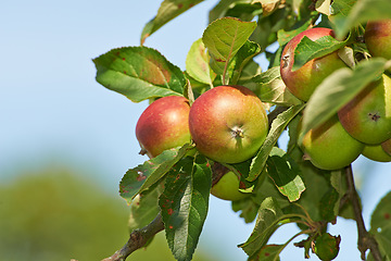 Image showing Space, agriculture and farm with apple on tree for sustainability, ecology and growth. Plants, environment and fruits on branch for harvesting, farming and horticulture in summer garden with mockup