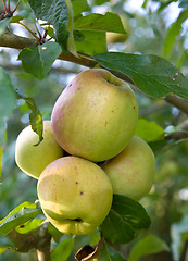 Image showing Sustainability, agriculture and farm with apple on tree for nature, health and growth. Plants, environment and nutrition with ripe fruits on branch for harvesting, farming and horticulture