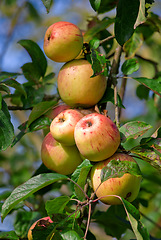 Image showing Plants, agriculture and farm with apples on tree for sustainability, orchard and growth. Nature, environment and nutrition of fruits on branch for harvesting, farming or horticulture in summer garden