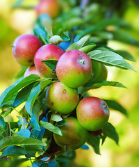 Image showing Nature, agriculture and growth with apple on tree for sustainability, health and farm. Plants, environment and nutrition with ripe fruit on branch for harvesting, farming and horticulture