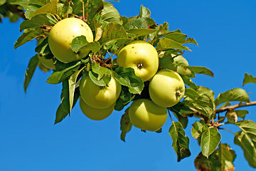 Image showing Nature, agriculture and blue sky with apple on tree for sustainability, health and growth. Plants, environment and nutrition with ripe fruit on branch for harvesting, farming and horticulture