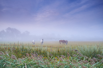 Image showing Horses, group and field at farm, grass and mist for grazing, eating or freedom together in morning. Horse farming, sustainable ranch and landscape with space, sky background and outdoor nature in fog