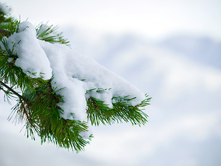 Image showing Winter, outdoor and snow on a tree in the forest with natural, sustainable or eco friendly environment. Weather, nature and closeup of frozen, cold and frosty ice branches in woods with mockup space.