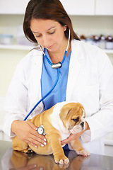 Image showing Heart beat, nurse or dog at vet clinic for animal healthcare check up consultation for nursing inspection. Doctor, veterinary or sick bulldog pet or puppy in examination for medical test for help