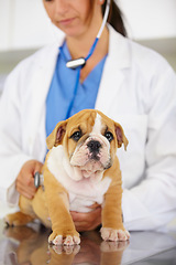 Image showing Heartbeat, hands of doctor or dog in vet for animal healthcare check up consultation for nursing. Nurse listening, veterinary clinic or sick bulldog pet or puppy in examination for medical test