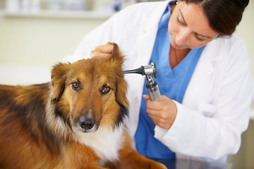 Image showing Doctor, ear test or dog at veterinary clinic for animal healthcare checkup inspection or nursing. Nurse, hearing problem or sick rough collie pet or rescue puppy in medical examination for help