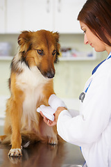 Image showing Veterinarian, bandage or dog at veterinary clinic in an emergency healthcare inspection or accident. Doctor, helping or injured rough collie pet or rescue puppy in medical examination for leg injury