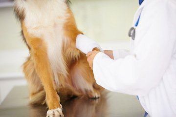 Image showing Hands of veterinarian, bandage or dog at veterinary clinic in an emergency healthcare inspection or accident. Doctor, helping or injured pet in medical examination for a broken leg bone or paw injury