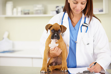 Image showing Doctor, writing or sick puppy at veterinary clinic for animal healthcare checkup inspection or prescription. Veterinarian, history or boxer pet or rescue dog in medical examination test in office