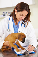 Image showing Veterinarian, writing or sick puppy at veterinary clinic for animal healthcare checkup inspection office. Doctor, history or boxer pet or rescue dog in medical examination test for a prescription