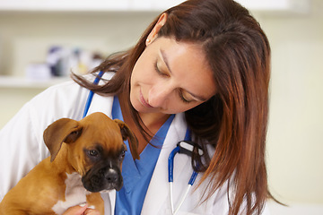 Image showing Hugging, doctor or sick puppy at vet for animal healthcare check up in nursing consultation in office. Affection, nurse or young rescue pet boxer in examination or medical test in veterinary clinic