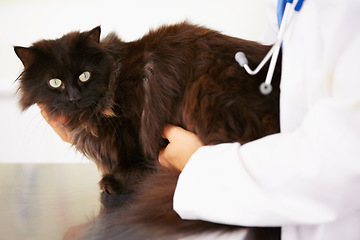 Image showing Hands, doctor or cat in veterinary clinic or animal healthcare table for checkup in nursing consultation. Wellness, veterinarian or sick black Persian kitten or pet in examination or medical test