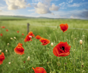 Image showing Nature, garden and orange flowers in grass with greenery and plants in spring in the countryside. Environment, eco friendly and natural floral blossom petals on the lawn of an outdoor park or field.