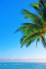 Image showing Ocean, blue sky and landscape with beach and palm tree, travel and summer vacation outdoor in Hawaii. Environment, horizon and seaside location with tropical island destination and mockup space