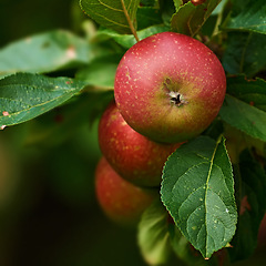 Image showing Apple plants, nature and fruit product growth outdoor on countryside with farming produce. Fruits, red apples and green leaf on a tree outside on a farm for agriculture and sustainable production