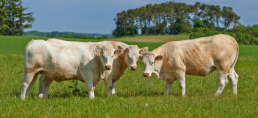 Image showing Herd, cows and farm field in summer for agriculture, eating and walking for health, meat industry and outdoor. Cattle group, grass and together for farming, nature and sunshine in green countryside