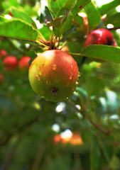 Image showing Nature, fruit and apple growing on trees in orchard for agriculture, farming and harvesting. Countryside, sustainability and closeup of red apples on branch for organic, healthy and natural produce