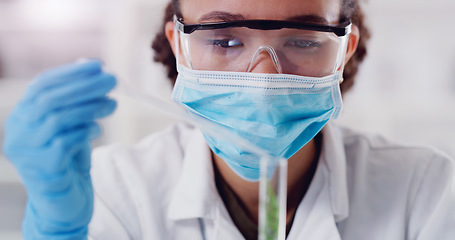 Image showing Science, test tube and plant with woman in laboratory for medical, agriculture and pharmacy research. Biotechnology, ecology and healthcare with gmo scientist and for biology, vaccine and medicine