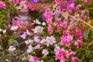 Image showing Garden, pink flowers and landscape with environment and nature, grass and leaves with foliage and landscaping. Natural scene, botanical and gardening with meadow, greenery outdoor and spring growth