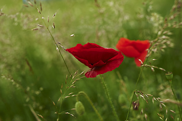 Image showing Nature, grass and red poppies in field for natural beauty, spring mockup and blossom. Countryside, plant background and closeup of flowers for environment, ecosystem and flora growing in meadow