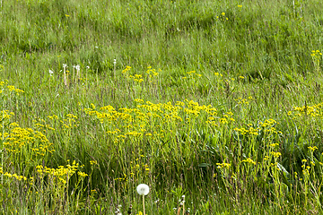 Image showing pasture with grass and dandelions