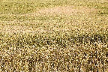 Image showing agricultural fields eastern Europe