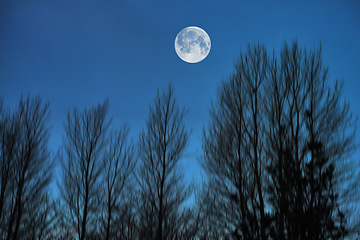 Image showing Sky, night and trees with moon over forest for halloween, horror and fantasy landscape. Silhouette, shadow and scary with moonlight woods in nature for danger, haunted and spooky journey