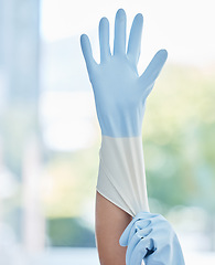 Image showing Hands, housekeeper and gloves for safety cleaning, hygiene or home maintenance indoors. Hand of person or cleaner getting ready with rubber glove for sanitize, bacteria or germ removal in the house