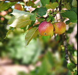 Image showing Growing, fruit and apple on trees in farm for agriculture, orchard farming and harvesting. Nature, sustainability and closeup of green or red apples on branch for organic, healthy and natural produce