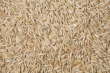 Image showing Oats