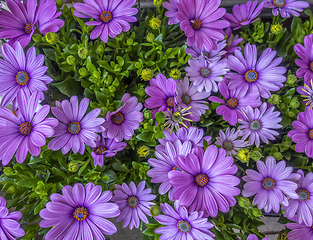 Image showing chrysanthemums in sunny ambiance