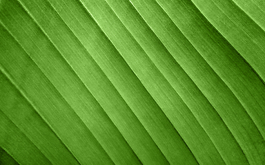 Image showing banana leaf closeup