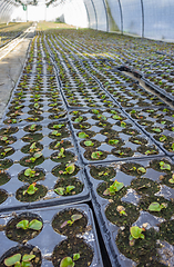 Image showing lots of potted seedlings