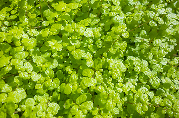 Image showing fine green leaves closeup