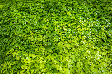 Image showing fine green leaves closeup