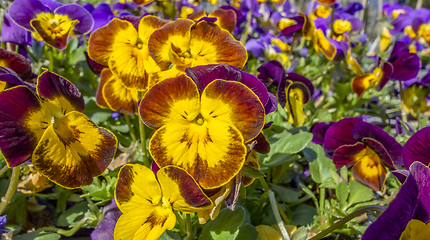 Image showing pansy flowers closeup