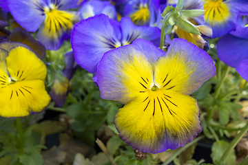 Image showing pansy flowers closeup