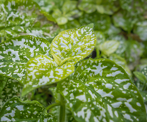 Image showing green leaves closeup